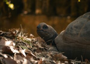 A tortoise resting on dry leaves in a forested area, captured in Thailand's natural environment.